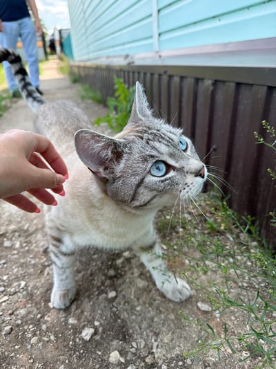 The image shows a close-up of a lynx-point cat with striking blue eyes, lying on a gravelly surface next to a light blue, corrugated metal wall. The cat is looking upwards, towards the top of the frame, with its ears perked. A human hand, with bright pink nail polish, is reaching out towards the cat's face from the bottom of the frame. In the background, a person wearing light-colored pants and a dark shirt is visible, and the cat's black and grey striped tail extends towards them. Green foliage, likely grass or small plants, is growing around the cat and the gravel. The lighting suggests it is daytime, and the overall scene appears to be outdoors, possibly in a yard or garden area. There is no visible text in the image.