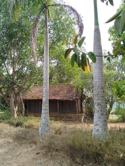 The image depicts a weathered, single-story structure with a tiled roof in Đà Giang, Vietnam. The building appears to be constructed of wood and has several dark openings or windows along its front facade. A short set of steps leads up to the building's entrance.

Two prominent palm trees dominate the foreground, their smooth, gray trunks reaching upwards. Other trees and foliage surround the building, creating a dense, somewhat overgrown environment. The ground is covered in dry grass and undergrowth.