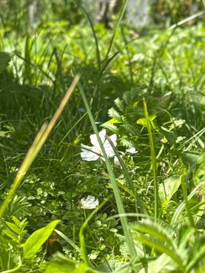 A low-angle, close-up shot captures a patch of dense green foliage, predominantly grass and some broad-leafed plants, in what appears to be a natural or semi-natural outdoor setting. Amidst the greenery, two delicate white flowers are visible. One, a larger, fully bloomed flower, is positioned slightly left of the center, its petals appearing thin and delicate. A second, smaller white flower, partially obscured and possibly past its bloom, is located to the lower left of the larger one. The background is a soft blur of greens and hints of brown, suggesting a wooded or overgrown area. The lighting indicates a bright, possibly sunny day, casting soft shadows and highlighting the textures of the leaves and grass. There are no people or animals present in the frame, and no explicit man-made structures are visible. The scene is purely natural, focusing on the details of the plants and flowers within their environment.