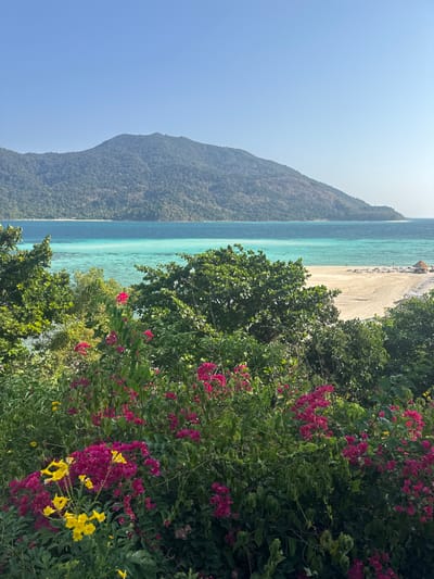 The image displays a panoramic view of a tropical coastal scene, identified as Ban Ko Li Pe, Thailand. The foreground is dominated by vibrant green foliage, featuring clusters of bright pink bougainvillea flowers and several yellow bell-shaped blossoms. Below the foliage, a strip of white sandy beach is visible, lined with multiple unoccupied white lounge chairs. On the right side of the beach, a small thatched-roof hut or umbrella stands. Several indistinct human figures are present on the beach and in the shallow, clear turquoise water near the shoreline. The water transitions to a deeper blue further out, indicative of varying depths. In the background, a large, heavily forested mountainous island or landmass stretches across the horizon under a clear, pale blue sky. No specific interactions between individuals are discernible.