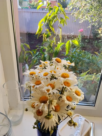 A bouquet of white daisies with yellow centers sits in a dark blue vase on a white windowsill. The daisies are large and in full bloom, with some smaller buds also visible. To the left of the vase is an empty clear glass vase. In the background, a window looks out onto a garden. Sunlight streams in, illuminating the leaves of a small tree or large plant just inside the window, and casting shadows on the flowers. The garden outside appears lush with green foliage, and a wooden fence can be seen. There is a glimpse of a pink rose in the garden. The time of day appears to be morning or late afternoon due to the angle of the sunlight. The scene evokes a feeling of domestic tranquility and appreciation for nature's beauty. No people are visible in the image. There is some text on a white tube or package to the right of the vase, but it is illegible.