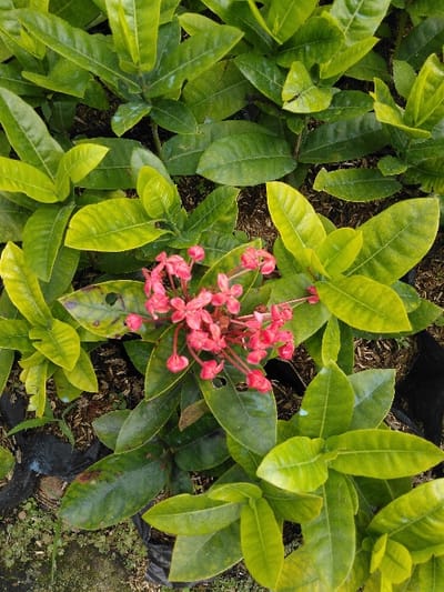 An overhead, close-up photograph depicts a dense cluster of flowering plants, identified as Ixora coccinea, situated in El Rincón de Monagas, Venezuela. The primary subject is a central inflorescence of numerous small, tubular, four-petaled flowers, uniformly vibrant red-pink in color. Surrounding the flower cluster and filling the frame are ovate to elliptical leaves, varying in hue from light yellowish-green to darker green. Several leaves exhibit minor damage, including small perforations and localized brown discoloration. The plants appear to be cultivated, with dark brown soil or mulch visible between the foliage and hints of black plastic nursery bags in the lower left and right quadrants. No human subjects or discernible actions are present.