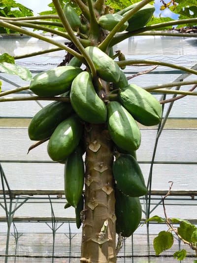 The image shows a close-up view of a papaya tree trunk laden with unripe, green papayas. The tree is located inside a greenhouse, suggested by the netting and structural framework visible in the background. The bark of the trunk shows characteristic markings. The fruits are clustered densely around the trunk and extend along the branches. The location is implied as Candikuning, Indonesia, based on the query's context, but there is no verifiable evidence of this in the image itself.