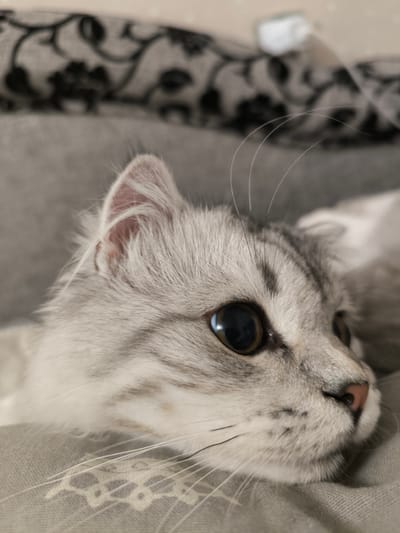 A close-up shot shows a fluffy, light-colored cat with dark eyes resting on a gray surface. The cat's fur is light gray with darker gray tabby markings on its face and body. Its left ear is visible, and its large, dark eyes are looking to the right. The cat's whiskers are long and white. The background is blurred, showing a textured gray surface and a hint of a floral pattern. The setting appears to be indoors, possibly on a couch or bed. There is no indication of the location being in Перовское сельское поселение, Ukraine.