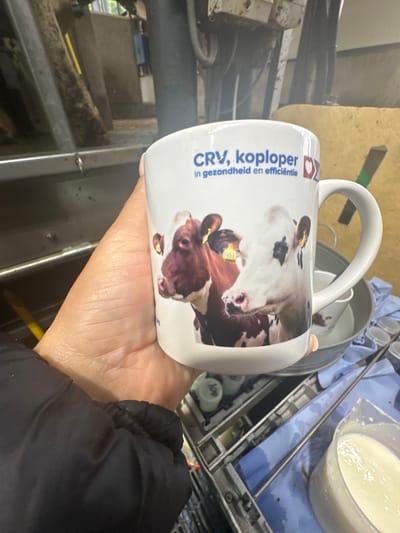 A person's hand, with visible skin texture and a fingernail, holds a white ceramic mug. The mug features an image of two cows, one brown and white, and the other white with black markings. Text on the mug reads "CRV, koploper in gezondheid en efficiëntie" in blue lettering, with a red and white logo on the right. The background appears to be a farm or agricultural setting, with metal structures and what looks like equipment. A gray bucket and other containers are visible behind the mug. The overall environment suggests an indoor area possibly related to animal husbandry or milk production. The image is taken from a low angle, focusing on the mug and the hand holding it. The location in Wilhelminaoord, Netherlands, is not explicitly depicted but is provided as context.