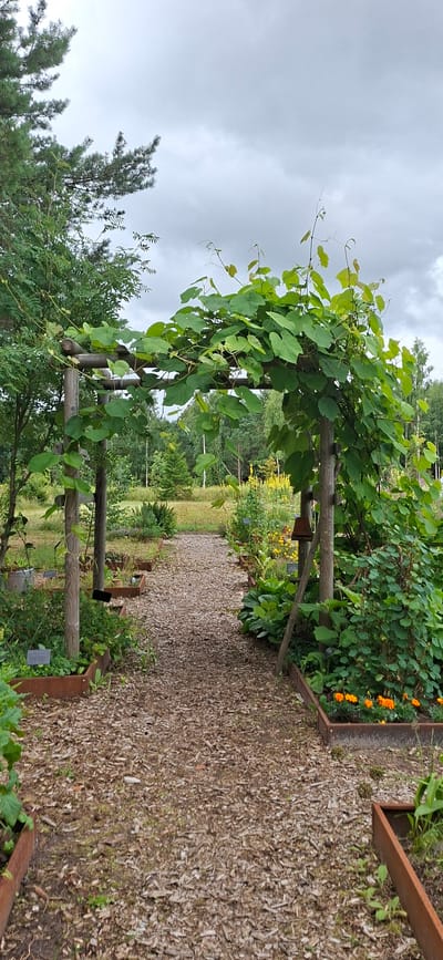 A vertical, full-shot photograph captures a garden pathway in Malda, Estonia. The pathway, covered in light brown wood chips, leads away from the viewer and under a wooden archway draped with lush green vines. The archway has two vertical wooden posts and a horizontal beam, all weathered and appearing natural. On either side of the path, raised garden beds are visible, some containing young plants and others featuring orange marigolds. Tall trees and foliage form a dense green background, with a cloudy, overcast sky overhead.