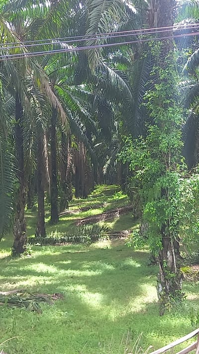 The image depicts a row of palm trees in Na Nuea, Thailand. The trees are lined up along a grassy area. Power lines are visible in the upper left corner of the image. The scene is bathed in sunlight, creating shadows and highlights on the trees and grass.