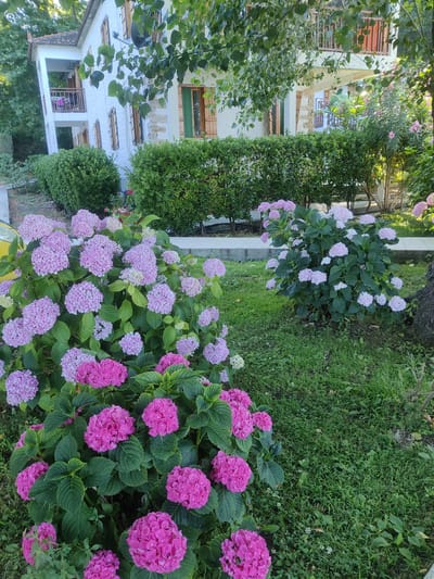This image depicts a garden with a white building in the background, located in the Municipal Unit of Evryménon, Greece. The foreground is dominated by two large bushes of pink and magenta hydrangeas in full bloom, with lush green foliage. To the right, a smaller bush of pale pink hydrangeas is visible. A dense green hedge runs horizontally across the middle ground, separating the flowers from the building. The building itself is white with stone accents and features wooden-shuttered windows and a small balcony on the upper level. Trees with green leaves are visible behind the building and to the left. The ground is covered with green grass. The scene appears to be bathed in natural light, suggesting it was taken during the daytime.