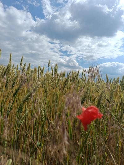 The image depicts a close-up view of a wheat field under a bright, cloudy sky. The wheat stalks are predominantly green with some golden hues, indicating they are nearing ripeness. In the foreground, a single red poppy flower is visible, slightly out of focus, adding a splash of vibrant color to the scene. The sky is filled with white, puffy cumulus clouds against a backdrop of blue. The location is identified as Mala Smilyanka, Ukraine, suggesting a rural or agricultural setting. No people or specific actions are depicted.