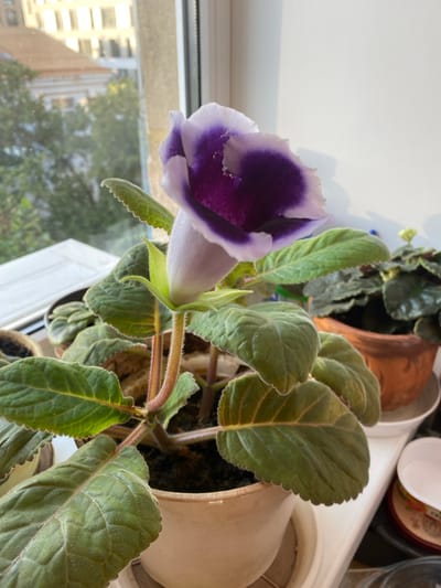 A close-up, eye-level, natural light photograph shows a potted Gloxinia flower with a deep purple and white bloom positioned on a windowsill. The flower is the primary subject, with its velvety petals and fuzzy stem clearly visible. The plant is in a pale cream-colored pot, which sits on a white saucer. Behind the Gloxinia, another potted plant with dark green, textured leaves is visible in a terracotta pot. Through the window, blurred trees and buildings can be seen, suggesting an urban or suburban setting. The overall scene conveys a sense of indoor domesticity with a focus on the vibrant floral subject. The image was taken in Novaya Usman', Russia.