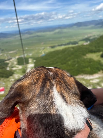 The image captures a close-up view of the back of a dog's head as it sits with its owner on a cable car. The dog has brown, white, and black fur. The owner's arm, visible on the right side of the frame, is holding the dog. The background is blurred, showing a verdant mountain landscape with patches of buildings and a body of water, characteristic of the area around Pašina Voda, Montenegro. A cable car wire is visible diagonally across the upper left portion of the image. The lighting suggests a sunny day.