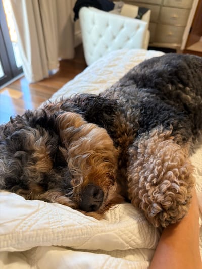 A shaggy, curly-haired dog with brown and black fur is sleeping on a white quilted bedspread. The dog's face is resting on its paws, with its nose visible. Sunlight streams in from a window on the left side of the image, casting a warm glow on the wooden floor. In the background, a white tufted chair and a dresser with drawers are visible, suggesting a bedroom setting. The scene appears to be in a residential interior.