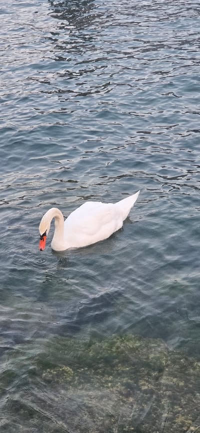 A white swan with an orange beak floats on the surface of dark, rippling water, likely Lake Garda in Torbole, Italy. The swan is positioned in the lower left quadrant of the frame, facing left with its head lowered towards the water. The water is calm with gentle waves, and the bottom of the lake, with visible stones and possibly algae, can be seen through the clear water in the lower portion of the image. The lighting suggests it may be overcast or early morning/late evening. There are no people or other animals visible in the scene.