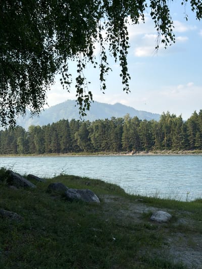 A picturesque landscape scene unfolds, likely captured in Anos, Russia, featuring a wide, tranquil river flowing through a verdant environment. The foreground is characterized by a grassy embankment dotted with several large, grey rocks, suggesting a natural, somewhat rugged terrain. Lush green grass covers the ground, interspersed with patches of bare earth.
Dominating the midground is a dense forest of pine and deciduous trees, forming a dark green, textured line along the riverbank. Beyond the forest, a majestic, hazy mountain range rises, its peaks softened by distance and atmospheric conditions. The sky above is a pale blue, with a few wispy white clouds adding depth and texture.
In the upper left portion of the frame, the dark green foliage of overhanging tree branches, possibly birch, partially obscures the view, casting a dappled shadow and framing the scene. A few slender branches with leaves droop downwards, adding a natural, organic element.
The river itself appears calm, with a slightly choppy surface reflecting the sky and surrounding greenery, exhibiting a light blue-green hue. On the distant riverbank, nestled within the treeline, a small group of people can be observed, possibly enjoying the scenery or engaged in recreational activities. The overall impression is one of serene natural beauty, evoking a sense of peace and tranquility.