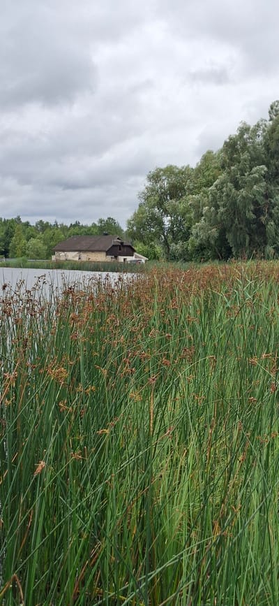 The image depicts a body of water in Kohatu, Estonia, with a rustic building situated on the far bank. In the foreground, tall green reeds with brown seed heads densely cover the edge of the water. The water itself is calm and reflects the overcast sky. Beyond the reeds, the building is a two-story structure with a dark-tiled roof, stone and wooden siding, and visible windows. It appears to be partially weathered. Behind the building, a thick line of green trees forms a backdrop, with a larger, leafy tree dominating the right side of the frame. The sky is overcast with grey clouds. The scene conveys a tranquil, natural environment.