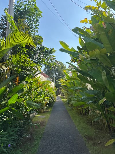 The image captures a narrow paved pathway in Cemagi, Indonesia, flanked by dense tropical vegetation. The pathway, dark and slightly worn, leads into the distance. Lush greenery on either side consists of a variety of plants, including broad-leafed banana trees and palm trees, interspersed with other leafy foliage and orange heliconia flowers. The foliage partially obscures a house with a visible red-tiled roof and a white wall. An overhead canopy of leaves creates dappled sunlight on the path. In the upper-left of the frame, a clear blue sky is visible, along with overhead power lines. The scene is natural and serene.