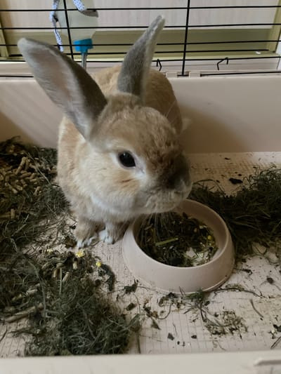 The image shows a rabbit in its enclosure. The rabbit has light brown fur and long ears. It is looking towards the camera with its dark eyes. The enclosure is made of plastic and metal bars. There is a food dish filled with hay and some pellets on the floor. A water bottle is attached to the side of the enclosure. The floor of the enclosure is covered with hay and some droppings. The scene appears to be indoors, possibly in a home. There is no visible text in the image. The lighting suggests it might be daytime.