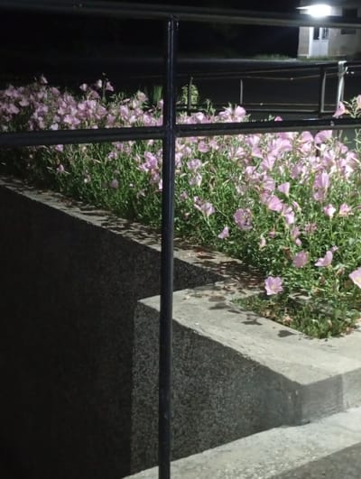 A black metal railing is visible in the foreground, running horizontally across the top of the image and vertically down the right side. Below the railing, a raised planter bed filled with numerous small, light pink flowers and green foliage is situated on a concrete structure. The concrete structure is angled, with a darker, textured surface on the left and a lighter, textured surface on the right, suggesting a tiered or stepped design. The background is dark, with a faint hint of artificial lighting and the silhouette of a building with windows visible on the upper right. The scene appears to be outdoors, possibly in a public space in Popovo, Bulgaria, given the context provided.