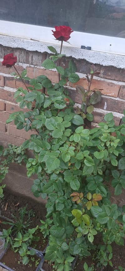 An outdoor, vertically oriented eye-level shot captures a vibrant rose bush flourishing against a weathered brick wall and beneath a white window frame. The primary subjects are two deep red roses in bloom; one fully open rose extends gracefully towards the window, while a second, smaller rose or bud is visible lower on the bush.

The rose bush is characterized by its abundant green leaves, displaying a variety of shades from dark, mature green to lighter, newer growth with reddish-brown tinges. The leaves show no apparent signs of distress, indicating a healthy plant.

The background features a rustic red brick wall, which appears to be part of a building. Above the bricks, a white window frame with glass is partially visible, suggesting the rose bush is planted near a house or structure. The ground beneath the bush is dark soil, hosting various smaller green plants and weeds. Towards the right side of the frame, two clear plastic containers or trays, possibly for planting or holding seedlings, rest on the soil.

The scene is well-lit, indicating daytime, though the light is diffused, possibly suggesting an overcast sky or indirect sunlight. There are no people or animals, and no specific activities are taking place beyond the natural growth and blooming of the plants. No legible text is visible within the image. The location context provided is Dobrinishte, Bulgaria.