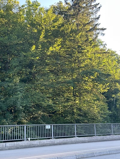 The image shows a section of a bridge railing with a dense forest of trees behind it. The trees are lush and green, with sunlight filtering through the leaves, creating dappled light and shadows. The forest appears to be on a hillside. A sign attached to the railing reads "E-00-". The bridge itself is made of concrete with a metal railing. The foreground shows a portion of an asphalt road. The overall scene suggests a natural, possibly mountainous environment, likely outside of the immediate urban center of Berchtesgaden, Germany.