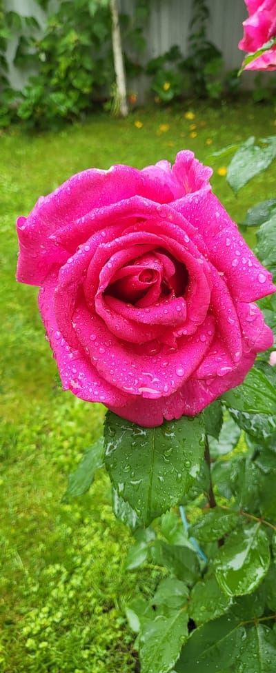A close-up, vertical, eye-level shot captures a vibrant pink rose adorned with water droplets against a softly blurred background of green grass and foliage. The rose, the primary subject, is fully bloomed, with its petals unfurling in a classic spiral formation. Each petal is coated in small, glistening water droplets, suggesting recent rain or dew. The texture of the petals appears velvety, with the pink hue deepening towards the center.

Below the rose, several deep green leaves are visible, also speckled with water. These leaves are slightly out of focus, their veins subtly discernible. The background transitions from a lush, verdant green grass in the foreground to a more abstract blur of green leaves and some hints of yellow flowers further back. A light-colored vertical element, possibly a fence or a thin tree trunk, is visible in the upper mid-ground, partially obscured by foliage. The overall lighting is soft and diffused, contributing to the serene and natural ambiance of the scene. The image appears to be a photograph taken outdoors, likely in a garden setting within Капань Снт, Russia, given the provided location context. There are no people or animals present in the frame.