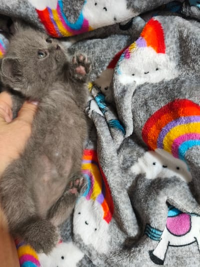 A grey kitten is lying on a grey blanket with a unicorn and rainbow pattern. The kitten's body is mostly visible, with its head tilted to the left. A human hand is gently touching the kitten's side. The blanket is soft and appears to be made of fleece. The background is out of focus, but the pattern of the blanket is clearly visible. The scene is well-lit, and the colors are vibrant. There is no indication of Passignano sul Trasimeno, Italy.
