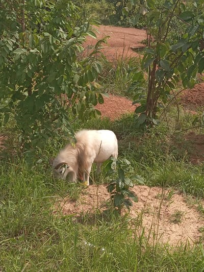 A single white goat lies in a grassy area in Achara Ndiagu Omegio, Nigeria. To the left, a tree with green leaves is present. The goat is lying among tall green grass, and there is an area of bare, reddish-brown soil adjacent to the grass.