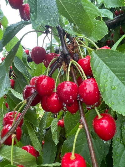 A close-up, eye-level shot captures a cluster of ripe, red cherries hanging from a tree branch in the city of Ottrau, Germany. The cherries are glistening with water droplets, indicating recent rain. The branch is dark brown and slightly wet, with a few brown, dried leaves clinging to it. Lush green leaves surround the cherries, some of which also show water droplets. The background is a blur of green foliage and a pale, overcast sky. No people are present in the image.
