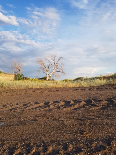 A wide-angle, eye-level shot captures a rural landscape under a blue sky with scattered clouds. In the foreground, dark, loamy soil is marked by the tire tracks of a vehicle, creating a textured pattern of raised mounds and shadows. Beyond the soil, a line of dry, yellow-green grass borders a further expanse of vegetation. In the middle ground, two bare, skeletal trees stand prominently against the sky, their branches stark and leafless. Behind the trees, a weathered, light-colored brick structure is partially visible, along with a dark green door. Further back, a metal gate suggests a fenced area. The background consists of a low, rolling hill covered in similar dry vegetation, meeting the expansive, bright blue sky dotted with fluffy white and gray clouds. The lighting suggests it is late afternoon or early evening. The scene is located in the village of Dolen, Dolen Rural District, Kazakhstan.