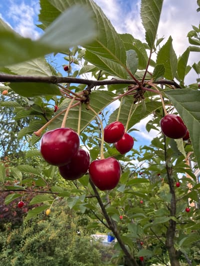 The image shows a close-up view of ripe cherries on a tree branch, with green leaves and a cloudy blue sky in the background. The cherries are a deep red color and appear plump and glossy. Some of the cherries are in clusters, while others are hanging individually from their stems. The leaves are serrated and have a healthy green hue. The lighting suggests it is daytime, possibly late afternoon or early morning given the softness of the light. The overall impression is one of natural abundance and a bountiful harvest. The scene is set outdoors, likely in a garden or orchard, given the presence of fruit trees. There is no visible text in the image. The location context provided is Мартемьяново, Russia.