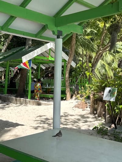 The image depicts a scene at a beachside pavilion in Victoria, Seychelles. The pavilion is painted green and white and features a slanted roof. A flag, likely the Seychelles flag, is visible hanging from the structure. Inside the pavilion, several individuals are seated, with one person wearing a vibrant, patterned robe. The ground is covered in white sand, and tropical foliage, including palm trees, surrounds the area. A sign with informational content is placed near the vegetation. In the foreground, a bird is perched on a white table with green trim. The overall atmosphere suggests a relaxed, tropical setting.