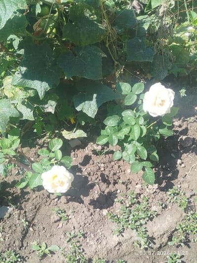 This is a ground-level, full-shot photograph taken in Özgön, Kyrgyzstan, featuring two light-colored roses in the foreground. The rose on the left is partially obscured by shadows and appears smaller, while the rose on the right is fully visible and in focus, displaying its delicate petals. Both roses are surrounded by green leaves and sit in dark soil. Behind the roses, there is a dense cluster of green foliage, possibly cucumber plants, with large, textured leaves. The background is a mix of green plants and sunlight, creating dappled shadows on the ground. The overall scene depicts a garden on a sunny day. The timestamp "03.07.2026 11:21" is visible in the bottom right corner, suggesting the photograph was taken on July 3rd, 2026, at 11:21 AM.