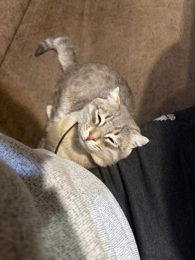 A medium shot captures a light gray and cream-colored tabby cat with closed eyes, resting against a person wearing gray sweatpants and a black shirt. The cat is positioned on a brown fabric surface, likely a couch or chair. A black cord is visible around the cat's neck. The environment appears to be indoors, possibly a home setting. The location is identified as Novxanı, Azerbaijan, although there are no visual cues within the image to confirm this. The overall scene suggests a relaxed and comfortable atmosphere.