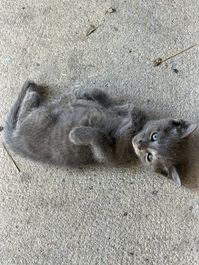 A gray kitten with blue eyes lies on its back on a concrete surface. The kitten's paws are curled upwards. The concrete is speckled with small gray and black stones. There are a few dried twigs and blades of grass scattered on the concrete. The scene appears to be outdoors, possibly in an urban or suburban environment in Mogila, Bulgaria.