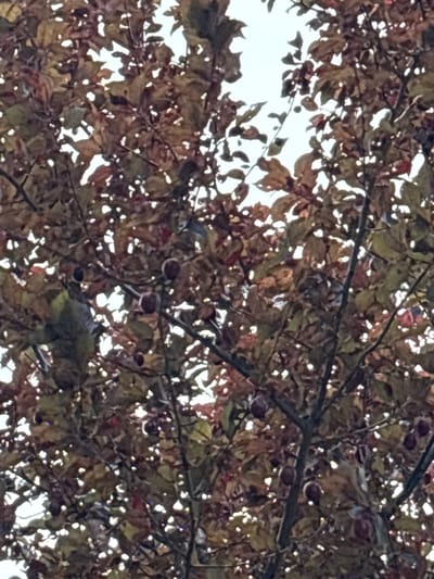 The image shows a close-up view of a tree with dark, reddish-brown leaves and several small, dark fruits. The leaves are mostly dried or in the process of changing color, suggesting it is autumn. The fruits appear to be plums or similar drupes, hanging from thin branches. The sky is visible through the gaps in the foliage, appearing bright white, indicating an overcast or bright daylight condition. The branches are thin and dark, with a rough texture. The overall impression is of a natural outdoor scene, possibly in a park or garden, given the density of the foliage and the presence of fruit-bearing branches. The image does not contain any people or any clear indication of its specific location within Navdaraantkari, Georgia, beyond being an outdoor natural setting.