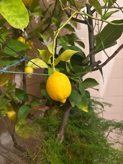 The image shows a lemon hanging from a branch of a lemon tree. Several other lemons are visible, and green leaves surround them. A different kind of green plant, resembling asparagus fern, is behind the lemon branch. A brown branch appears in the background, and a tiled wall is barely visible. The location, Dobrovnitsa, Bulgaria, is not identifiable from the image content. There are no visible people, actions, or interactions.