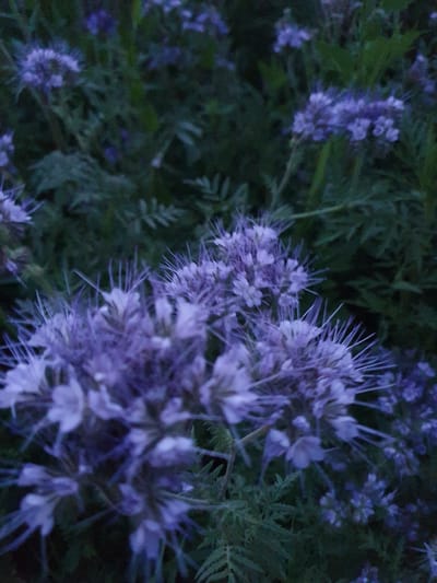 The image shows a cluster of purple flowers, possibly Phacelia, in a natural setting. The flowers are delicate with thin, spiky petals and are densely packed on their stems. The background is composed of dark green foliage, suggesting a garden or a wild field. The lighting is dim, creating a moody and slightly blurry effect, with the flowers appearing as the main focus. No people or man-made structures are visible. The image does not contain any information specific to Novoivanivka, Ukraine, and thus cannot provide details related to that location.