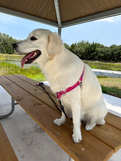 A white dog with a pink harness and a black leash is lying on a wooden picnic table outdoors. The dog is panting with its tongue hanging out, and its teeth are visible. The dog's fur is white and appears fluffy. The picnic table is made of weathered wood planks and is supported by metal legs. The background shows a grassy area with trees and a body of water. The sky is blue with some clouds. The scene appears to be a park or recreational area. The lighting suggests it is daytime, likely sunny. There is no visible text in the image.