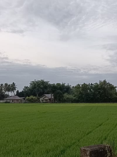 The image shows a rural landscape under a cloudy sky. In the foreground, a vast expanse of bright green rice paddy stretches across the scene. The rice plants are densely packed and appear to be young, with some faint lines indicating cultivated rows. In the mid-ground, a row of trees forms a dense green barrier, with some palm trees interspersed among them. Behind the trees, two modest houses are visible. The house on the left is larger and appears to be made of concrete with a gray roof. The house on the right is smaller and seems to be constructed with wood and a corrugated metal roof. The sky above is overcast with a mix of light and dark gray clouds. A stone block is partially visible in the lower right corner, suggesting the edge of a pathway or structure. The overall atmosphere is serene and natural, indicative of a rural agricultural area. The location is identified as Dayah Tanoh, Indonesia.