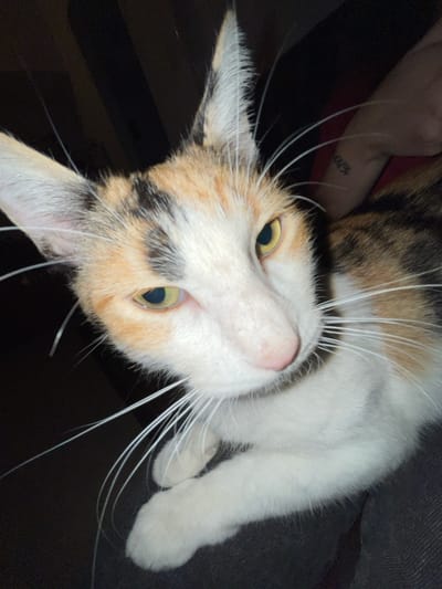 A close-up, angled view of a calico cat lying on a dark gray or black surface, possibly a couch. The cat has white, orange, and black fur. Its eyes are light gold. Long, white whiskers extend from both sides of its face. In the background, a human arm is visible, bearing a tattoo in black ink. The tattoo is partially obscured but appears to contain numbers or characters. The location and city are not discernible from the visual information provided.
