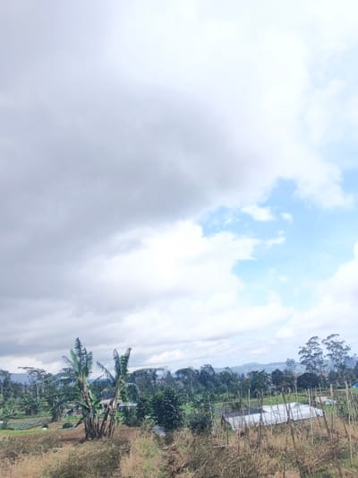 The scene captures an agricultural and rural landscape in Pô Kô, Vietnam. The sky is largely overcast with extensive grey cloud formations, transitioning to a segment of clear blue sky with white clouds in the upper right. The immediate foreground is characterized by dry, light brown, and green scrubland. In the midground, several prominent banana trees with broad green leaves stand amidst cultivated fields containing rows of green crops. To the right, an agricultural plot features numerous vertical support stakes and two low-profile, white-tarped structures, likely greenhouses. The background reveals a panorama of densely vegetated rolling hills and distant trees, with subtle indications of scattered buildings within the foliage. No individuals or specific activities are observable.