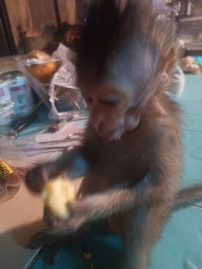 A young, light-brown furry monkey is the primary subject of the image, seated on a light blue or teal surface. The monkey appears to be very young, with a light-colored face and dark hair on its head. It is actively holding a piece of light yellow food, possibly a fruit like a banana or apple, with both hands and appears focused on eating it. Its gaze is directed downwards towards the food.
The background is somewhat blurry and dimly lit, suggesting an indoor or sheltered setting, possibly a home or a storage area. Various objects are visible in the background, including containers, plastic bags, and what appears to be other household items or foodstuffs on shelves or a table. On the left side of the image, there is a white container with faint, illegible red and black text. Below that, to the monkey's left, a yellow label with some green text is visible on another item, but the text is not decipherable. The overall lighting is soft, possibly artificial, contributing to the intimate feel of the scene. The image is slightly out of focus, particularly in the background, emphasizing the monkey and its interaction with the food. The location context is Ban Tai, Thailand.