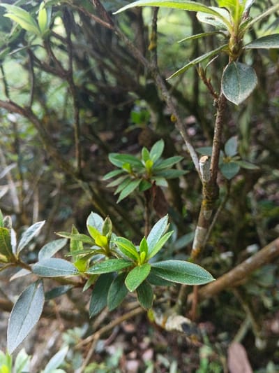 The image displays a close-up view of plant foliage, located in Lvea Aem District, Cambodia. Multiple branches with green leaves are visible, with a shallow depth of field isolating the foreground. The leaves are primarily ovate to lanceolate, varying from bright light green on newer growth to a darker, matte green on mature leaves, some exhibiting minor surface irregularities or a light dusting. The stems are brown, woody, and show patches of grayish-white discoloration and scattered yellowish-green lichen or moss. The background is a heavily blurred mass of dark green foliage and brown branches, indicating a dense vegetated environment. No individuals, animals, or man-made objects are present. The scene is illuminated by ambient natural light, creating soft contrasts.