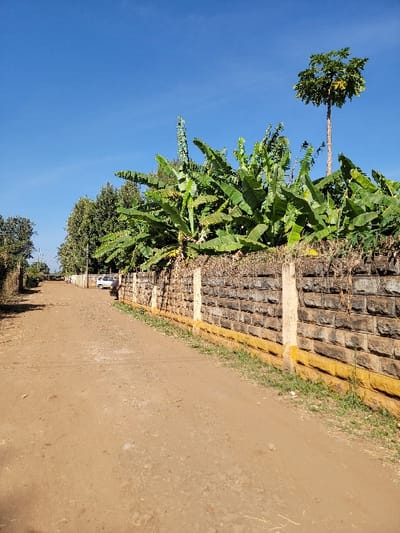 This outdoor scene captures a vibrant landscape in Wang'uru, Kenya, under a clear blue sky. The image primarily features a wide, unpaved dirt path on the right, appearing dry and well-trodden. To the left of the path, a sturdy stone wall acts as a boundary or retaining structure. This wall has distinct sections, with the top edges of some stones or posts highlighted by a bright yellow paint, creating a noticeable contrast against the grey masonry.

Immediately behind the stone wall, a dense cluster of banana plants flourishes, their large, broad green leaves dominating the middle ground and adding to the lush environment. Above these banana plants, a tall, slender tree, likely a papaya, extends upwards, its foliage concentrated at the very top against the expansive sky. In the deeper background, more trees suggest a verdant setting. A small, light-colored vehicle, possibly white, is partially visible behind the wall and trees in the mid-distance, hinting at nearby human presence or structures.

The bright, clear blue sky indicates it is daytime, likely a sunny morning or early afternoon, with excellent visibility. No people or visible text are present in the image, and no specific activity or event is taking place; it's a static depiction of the environment. The combination of the natural vegetation, the man-made stone wall, and the dirt path suggests a rural or semi-urban area.