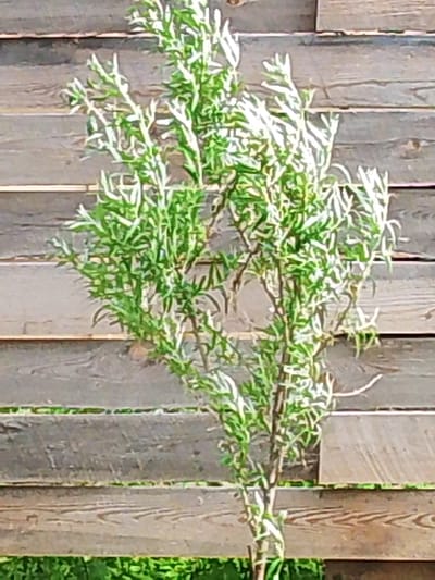 This media file displays a close-up view of a small, leafy green plant with slender leaves. The plant's branches are thin and somewhat wispy, reaching upwards. It is positioned in front of a wooden fence, which appears to be constructed from horizontal planks of weathered, grey-brown wood. The wood grain is visible, and the planks are unevenly spaced, creating horizontal lines across the background. Some areas of the fence show more texture and wear than others.
Below the fence, a sliver of bright green grass is visible, suggesting an outdoor setting. The lighting in the image is bright, with some highlights glinting off the plant's leaves, indicating it is likely daytime. The overall impression is of a natural scene, possibly a garden or yard, with a focus on the plant against the rustic backdrop of the fence. There are no people or animals visible, nor is there any discernible text in the image. The context provided places this scene in Pudozh, Russia.