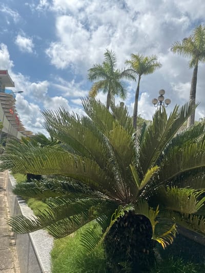 A street-level view captures lush green foliage in the foreground, dominated by the broad leaves of a sago palm. Beyond the palm, several tall palm trees reach towards a bright blue sky filled with scattered white clouds. A multi-globe streetlamp stands between the palm trees. To the left of the frame, a modern building with a light-colored facade and blue accents is visible, with construction scaffolding on its side. A grey concrete pathway runs along the left edge of the image, bordered by neatly manicured green grass. The overall scene suggests an outdoor urban environment in Xayden, Laos, characterized by tropical vegetation and contemporary architecture under a sunny sky.