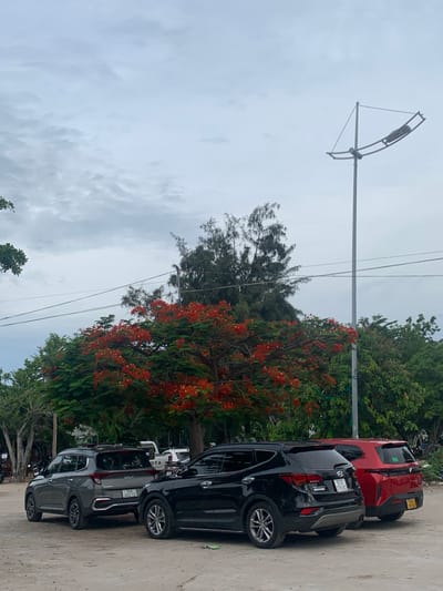 The image depicts a parking area in Vĩnh Hải, Vietnam, likely near a coastal region, given the vegetation and overcast sky. In the foreground, three parked cars are visible: a gray Kia Carens, a black Hyundai Santa Fe, and a red VinFast VF e34. The gray Kia has license plate "75A 462.12". The black Hyundai has license plate "51G 076.82". The red VinFast has a yellow license plate, likely for commercial use.
Behind the cars, a prominent tree with vibrant red flowers, possibly a Flame Tree (Delonix regia), is in bloom, providing a striking splash of color against the muted sky and green foliage. The background consists of dense greenery and trees, with a tall street light pole on the right. Power lines are strung across the upper portion of the image. The ground is covered in a light-colored, sandy or dirt surface. The overall atmosphere is that of an outdoor public space on a cloudy day.