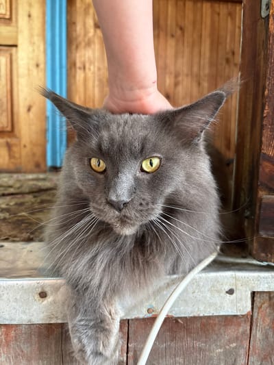 A grey Maine Coon cat with bright yellow eyes is being petted by a person's hand on its head. The cat is positioned in a way that its front paws are resting on a ledge, and its body extends downwards. The background consists of weathered wooden planks and a vertical blue element. The scene appears to be outdoors, possibly on a porch or near a wooden structure. The location is identified as Zheleznodorozhnyi, Russia.