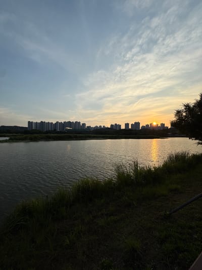 A wide-angle, eye-level, landscape photograph captures a sunset over a lake in Ansan, South Korea. The sky, a gradient of pale blue and soft yellow, is streaked with wispy white clouds. The sun, a bright orange orb, is setting behind a row of modern, high-rise apartment buildings that stretch across the horizon. A reflection of the sun shimmers on the rippling surface of the dark water. The foreground is dominated by the edge of the lake, with lush green grass and reeds growing along the bank. A dark silhouette of a tree is visible on the right side of the frame. The overall scene is peaceful and serene.