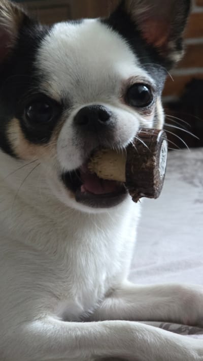 A close-up, sideways shot shows a small dog with white and black fur in Kazan, Russia. The dog is lying on its back with its head tilted towards the camera, and appears to be chewing on a cork from a bottle. The cork is partially inserted into the dog's mouth, with the dark, woody end sticking out from the top. The dog's eyes are wide and dark, with a slightly curious expression. Its fur is white on its face and chest, with black markings around its ears and eyes. The background is blurred, but appears to be an indoor setting with a light-colored surface and some brickwork visible. The lighting suggests daytime. There is no visible text in the image.